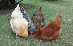 4 chickens pecking ground
